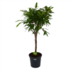 Ficus Binnendijkii Amstel King Op Stam - Treurvijg - P31 H140 - Kamerplant