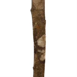 Ficus Binnendijkii Amstel King Op Stam - Treurvijg - P31 H140 - Kamerplant -Plantenverzorging Winkel ficus binnendijkii amstel king op stam treurvijg p31 h140 6