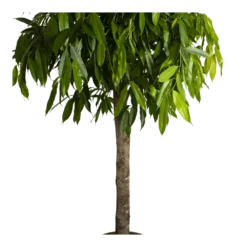 Ficus Binnendijkii Amstel King Op Stam - Treurvijg - P40 H170 - Kamerplant -Plantenverzorging Winkel ficus binnendijkii amstel king op stam treurvijg p40 h170 4