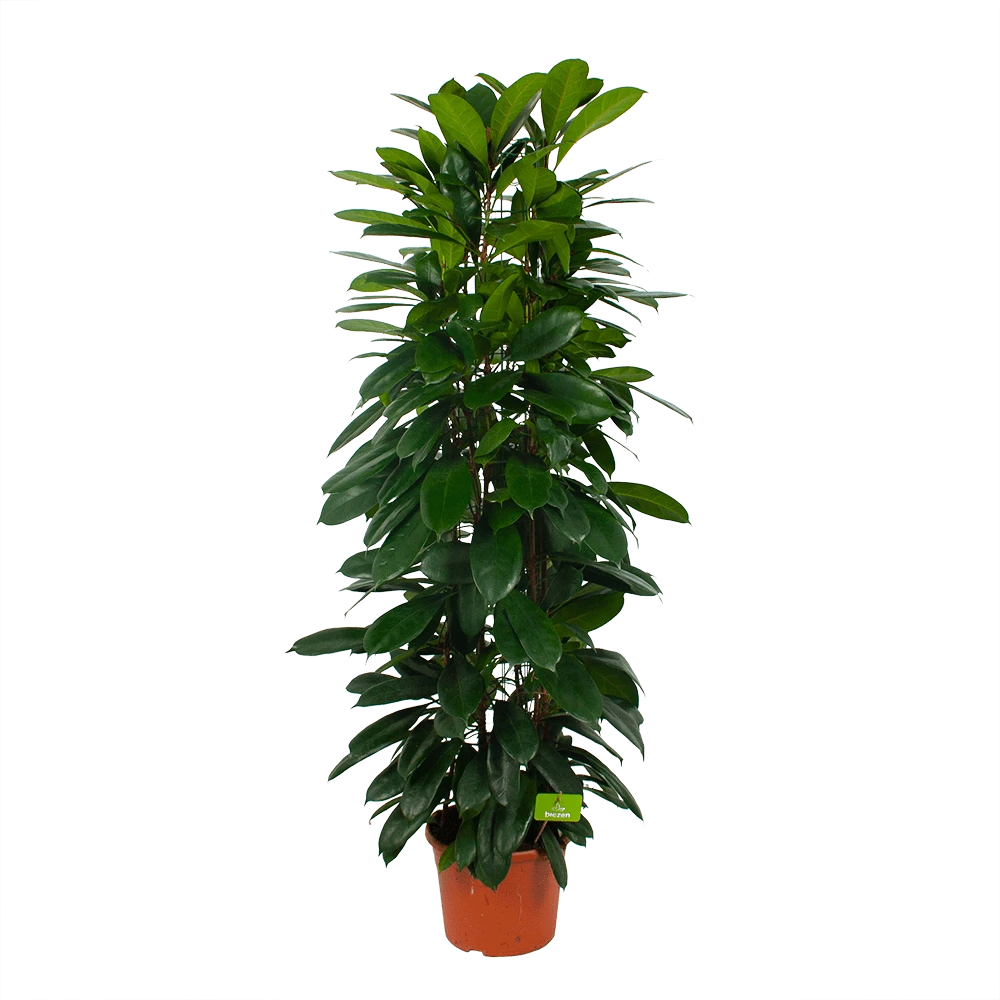 Ficus Cyathistipula - Groene Vijg - op Zuil - p29 h150 - Kamerplant Ficus Cyathistipula - Groene Vijg - Op Zuil - P29 H150 - Kamerplant -Plantenverzorging Winkel ficus cyathistipula groene vijg op zuil p29 h150 1