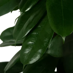 Ficus Cyathistipula - Groene Vijg - Op Zuil - P29 H150 - Kamerplant 2 Ficus Cyathistipula - Groene Vijg - Op Zuil - P29 H150 - Kamerplant -Plantenverzorging Winkel ficus cyathistipula groene vijg op zuil p29 h150 5