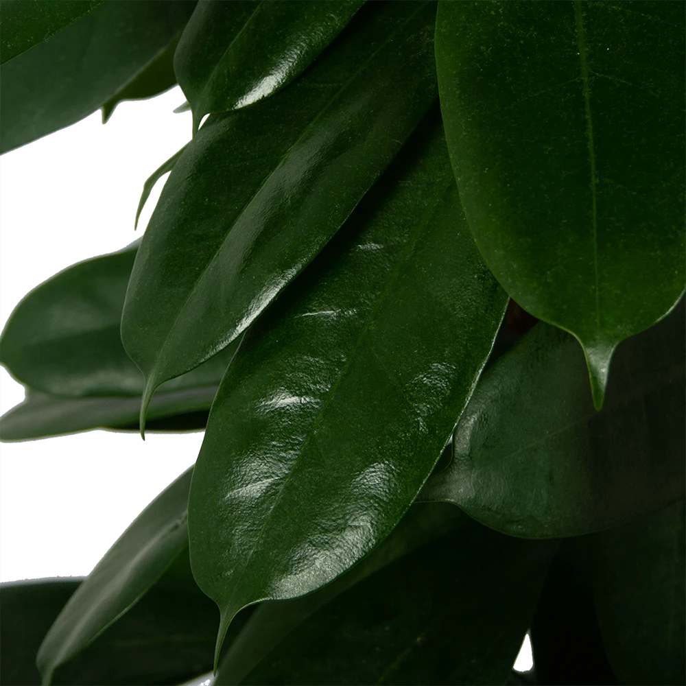 Ficus Cyathistipula - Groene Vijg - op Zuil - p29 h150 - Kamerplant Ficus Cyathistipula - Groene Vijg - Op Zuil - P29 H150 - Kamerplant -Plantenverzorging Winkel ficus cyathistipula groene vijg op zuil p29 h150 5