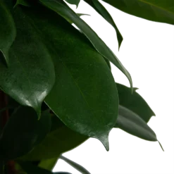 Ficus Cyathistipula - Groene Vijg - Op Zuil - P29 H150 - Kamerplant 3 Ficus Cyathistipula - Groene Vijg - Op Zuil - P29 H150 - Kamerplant -Plantenverzorging Winkel ficus cyathistipula groene vijg op zuil p29 h150 6