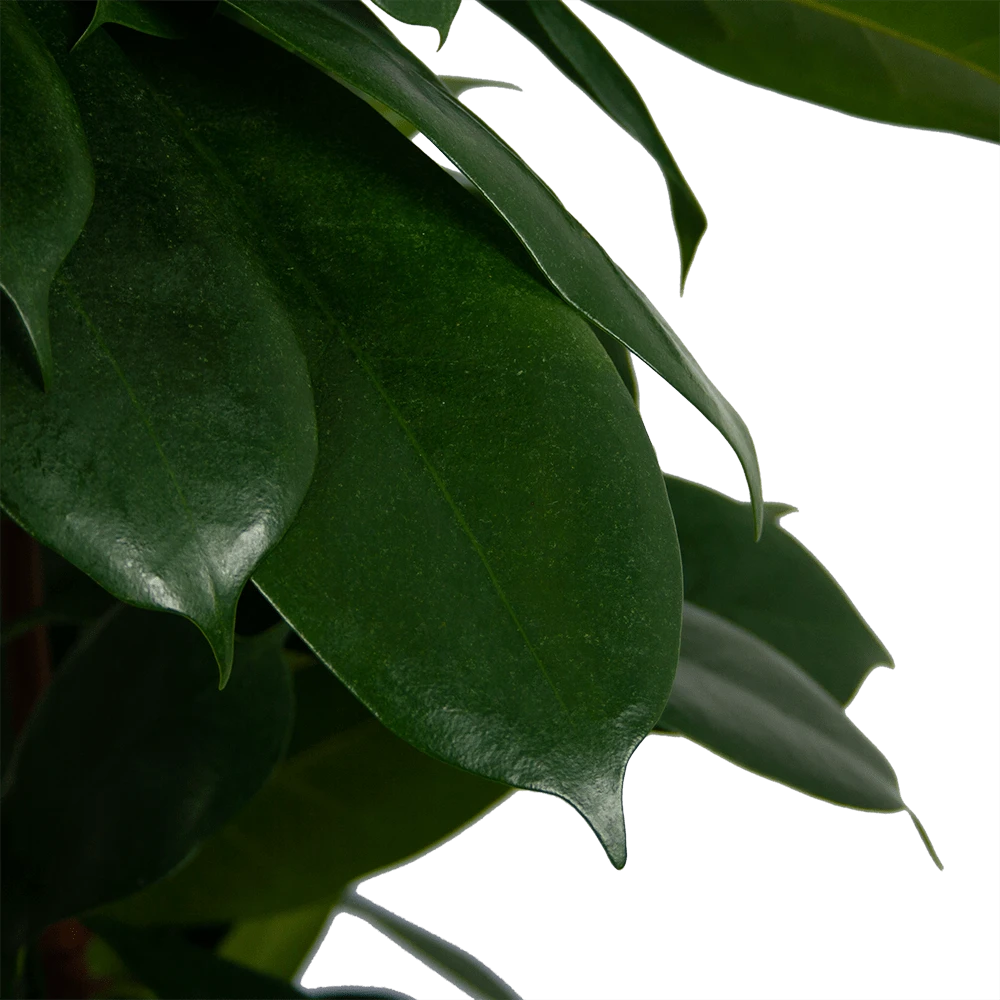 Ficus Cyathistipula - Groene Vijg - op Zuil - p29 h150 - Kamerplant Ficus Cyathistipula - Groene Vijg - Op Zuil - P29 H150 - Kamerplant -Plantenverzorging Winkel ficus cyathistipula groene vijg op zuil p29 h150 6