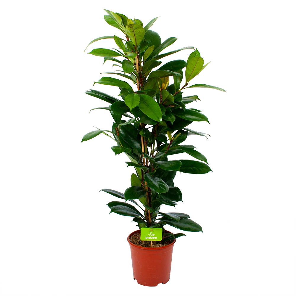 Ficus Cyathistipula - Groene Vijg - Toef - p21 h105 - Kamerplant Ficus Cyathistipula - Groene Vijg - Toef - P21 H105 - Kamerplant -Plantenverzorging Winkel ficus cyathistipula groene vijg toef p21 h105 1 1