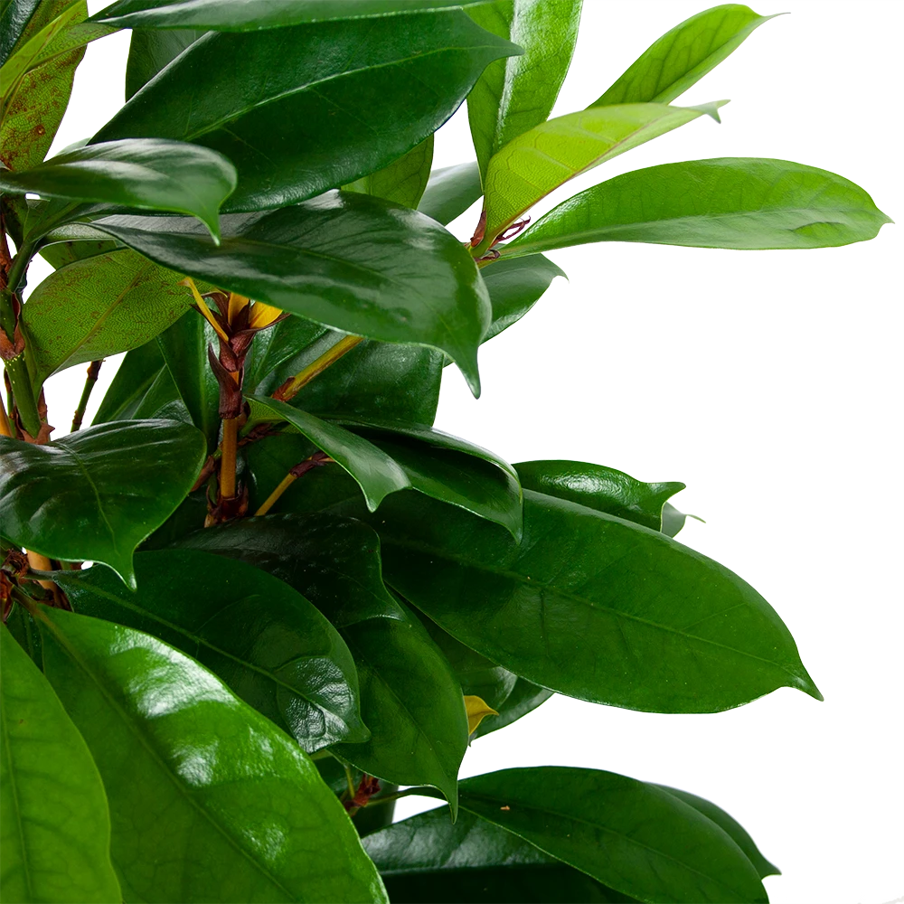 Ficus Cyathistipula - Groene Vijg - Toef - p21 h105 - Kamerplant Ficus Cyathistipula - Groene Vijg - Toef - P21 H105 - Kamerplant -Plantenverzorging Winkel ficus cyathistipula groene vijg toef p21 h105 5 1