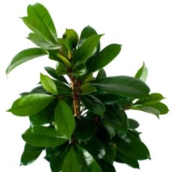 Ficus Cyathistipula - Groene Vijg - Toef - P21 H105 - Kamerplant 2 Ficus Cyathistipula - Groene Vijg - Toef - P21 H105 - Kamerplant -Plantenverzorging Winkel ficus cyathistipula groene vijg toef p21 h105 6 1