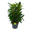 Ficus Cyathistipula - Groene Vijg - Toef - P34 H120 - Kamerplant