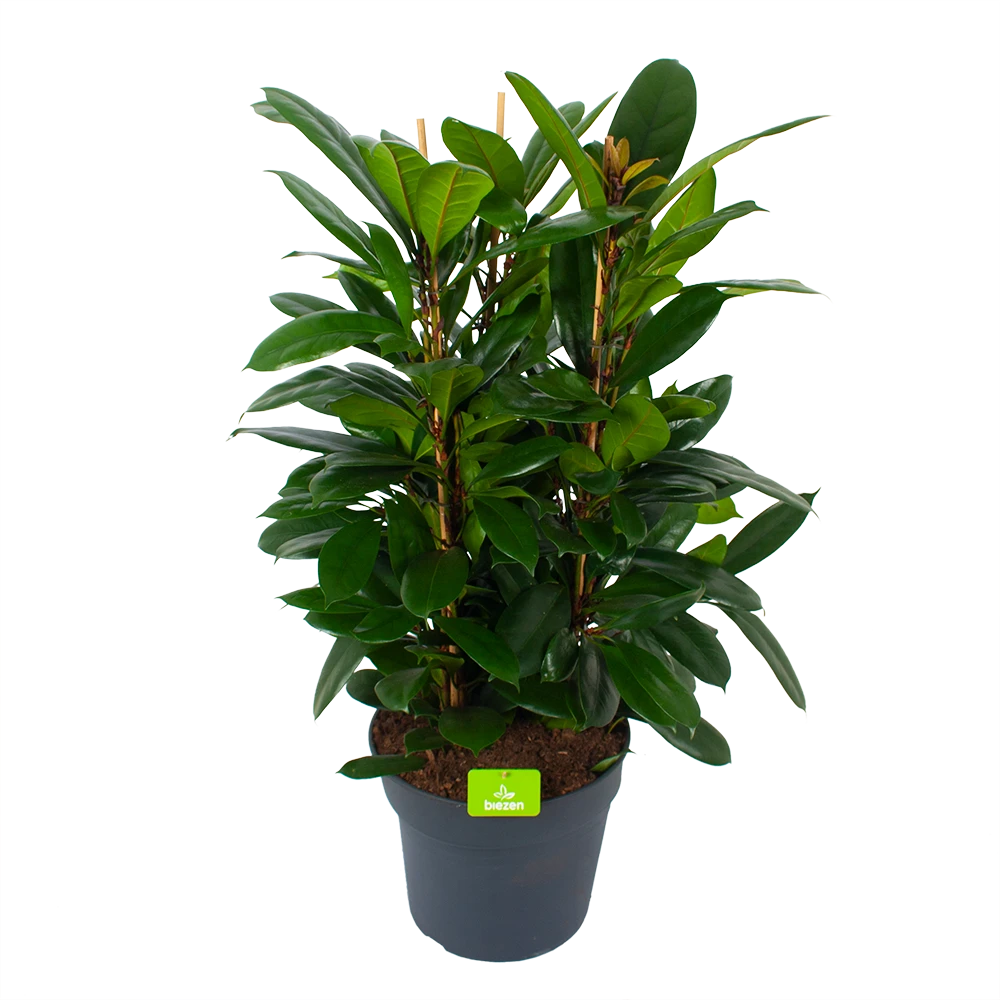 Ficus Cyathistipula - Groene Vijg - Toef - p34 h120 - Kamerplant Ficus Cyathistipula - Groene Vijg - Toef - P34 H120 - Kamerplant -Plantenverzorging Winkel ficus cyathistipula groene vijg toef p34 h120 1 3