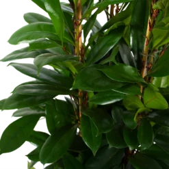 Ficus Cyathistipula - Groene Vijg - Toef - P34 H120 - Kamerplant 2 Ficus Cyathistipula - Groene Vijg - Toef - P34 H120 - Kamerplant -Plantenverzorging Winkel ficus cyathistipula groene vijg toef p34 h120 6 3