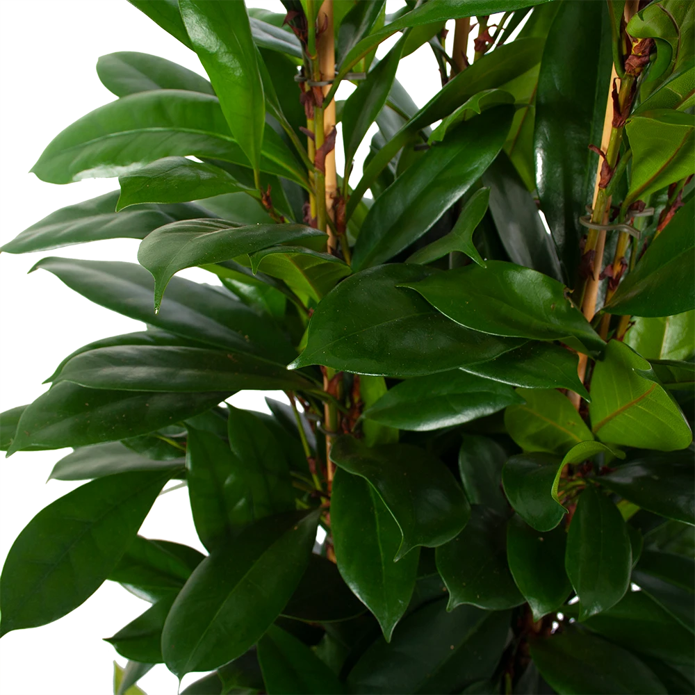 Ficus Cyathistipula - Groene Vijg - Toef - p34 h120 - Kamerplant Ficus Cyathistipula - Groene Vijg - Toef - P34 H120 - Kamerplant -Plantenverzorging Winkel ficus cyathistipula groene vijg toef p34 h120 6 3