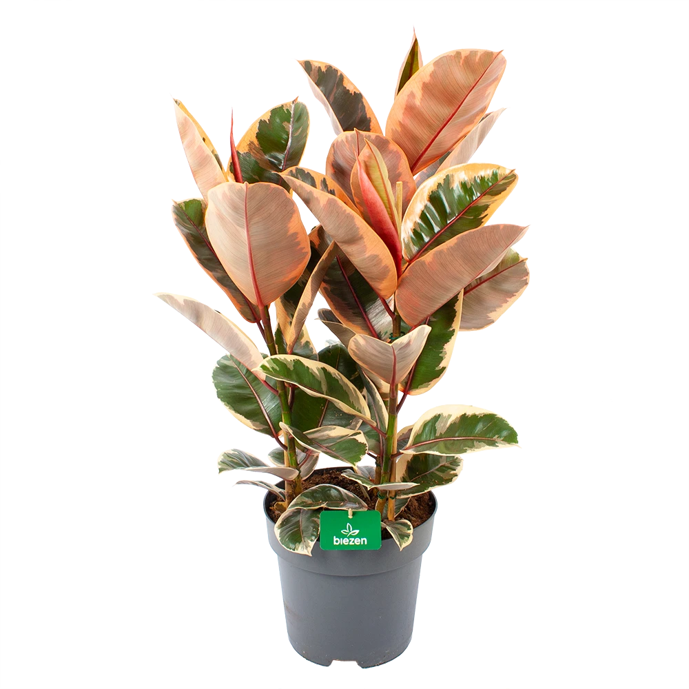 Ficus Elastica Belize - Rubberboom - p27 h100 - Kamerplant Ficus Elastica Belize - Rubberboom - P27 H100 - Kamerplant -Plantenverzorging Winkel ficus elastica belize rubberboom p27 h100 1