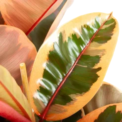 Ficus Elastica Belize - Rubberboom - P27 H100 - Kamerplant 2 Ficus Elastica Belize - Rubberboom - P27 H100 - Kamerplant -Plantenverzorging Winkel ficus elastica belize rubberboom p27 h100 6