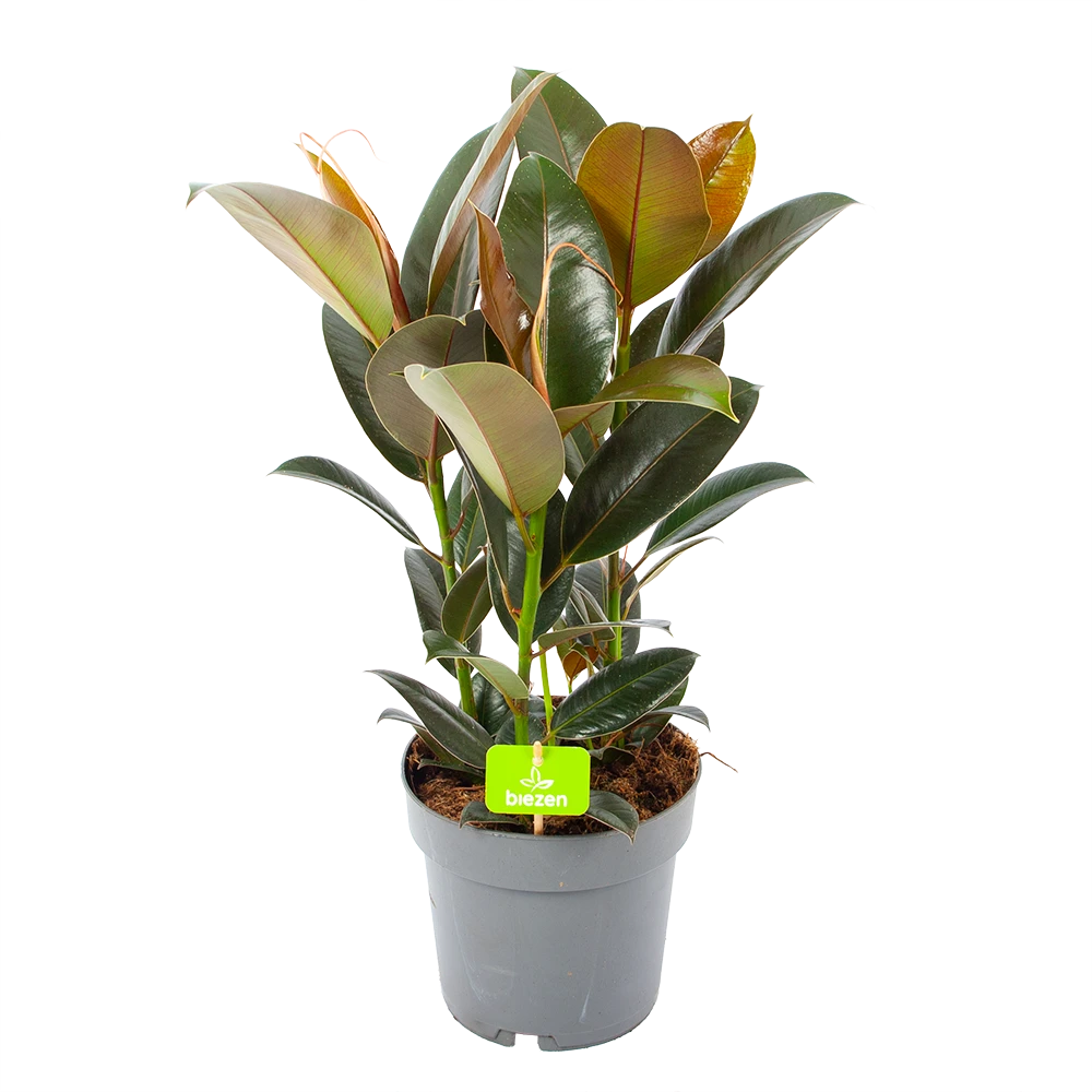 Ficus Elastica Melany - Rubberboom - p19 h55 - Kamerplant Ficus Elastica Melany - Rubberboom - P19 H55 - Kamerplant -Plantenverzorging Winkel ficus elastica melany rubberboom p19 h55 1