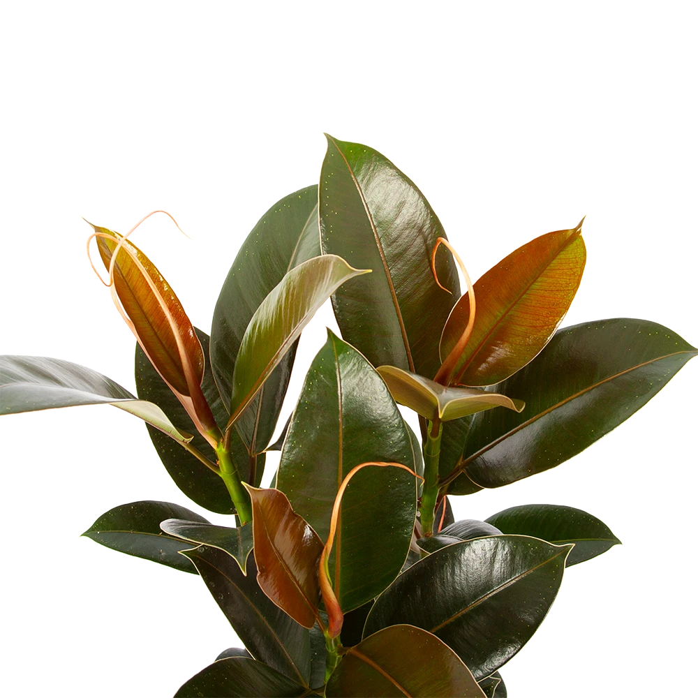 Ficus Elastica Melany - Rubberboom - p19 h55 - Kamerplant Ficus Elastica Melany - Rubberboom - P19 H55 - Kamerplant -Plantenverzorging Winkel ficus elastica melany rubberboom p19 h55 5