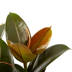 Ficus Elastica Melany - Rubberboom - P19 H55 - Kamerplant 2 Ficus Elastica Melany - Rubberboom - P19 H55 - Kamerplant -Plantenverzorging Winkel ficus elastica melany rubberboom p19 h55 6