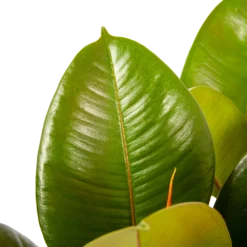Ficus Elastica Robusta - Rubberboom - P19 H55 - Kamerplant 2 Ficus Elastica Robusta - Rubberboom - P19 H55 - Kamerplant -Plantenverzorging Winkel ficus elastica robusta rubberboom p19 h55 6