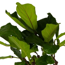 Ficus Lyrata Op Stam - Tabaksplant - P30 H150 - Kamerplant -Plantenverzorging Winkel ficus lyrata op stam tabaksplant p30 h150 kamerplant 4