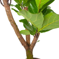 Ficus Lyrata Vertakt - Tabaksplant - P24 H130 - Kamerplant -Plantenverzorging Winkel ficus lyrata tabaksplant p24 h130 6 3