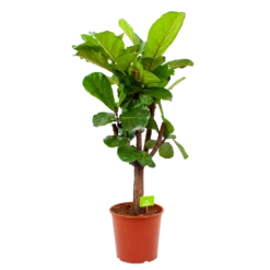 Ficus Lyrata Vertakt - Tabaksplant - P30 H130 - Kamerplant