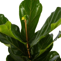 Ficus Lyrata - Tabaksplant - Toef - P17 H90 - Kamerplant -Plantenverzorging Winkel ficus lyrata tabaksplant toef p17 h90 5