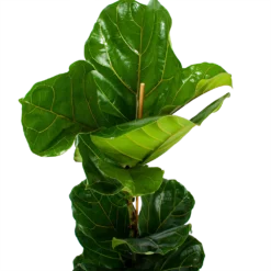 Ficus Lyrata - Tabaksplant - Toef - P21 H90 - Kamerplant -Plantenverzorging Winkel ficus lyrata tabaksplant toef p21 h90 6 1