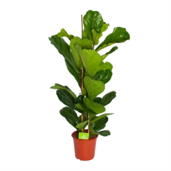 Ficus Lyrata - Tabaksplant - Toef - P24 H120 - Kamerplant