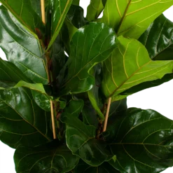 Ficus Lyrata - Tabaksplant - Toef - P34 H120 - Kamerplant -Plantenverzorging Winkel ficus lyrata tabaksplant toef p34 h120 5 3