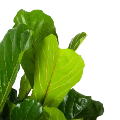 Ficus Lyrata - Tabaksplant - Toef - P34 H120 - Kamerplant -Plantenverzorging Winkel ficus lyrata tabaksplant toef p34 h120 6 3