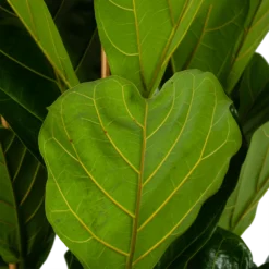 Ficus Lyrata - Tabaksplant - Toef - P35 H150 - Kamerplant -Plantenverzorging Winkel ficus lyrata tabaksplant toef p35 h150 6