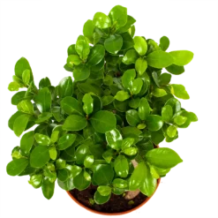Ficus Microcarpa Ginseng - Bonsai - P17 H40 - Kamerplant -Plantenverzorging Winkel ficus microcarpa ginseng bonsai p17 h40 6