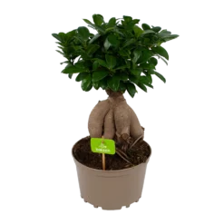 Ficus Microcarpa Ginseng - Bonsai - P20 H45 - Kamerplant