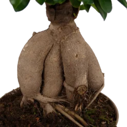 Ficus Microcarpa Ginseng - Bonsai - P20 H45 - Kamerplant -Plantenverzorging Winkel ficus microcarpa ginseng bonsai p20 h45 6