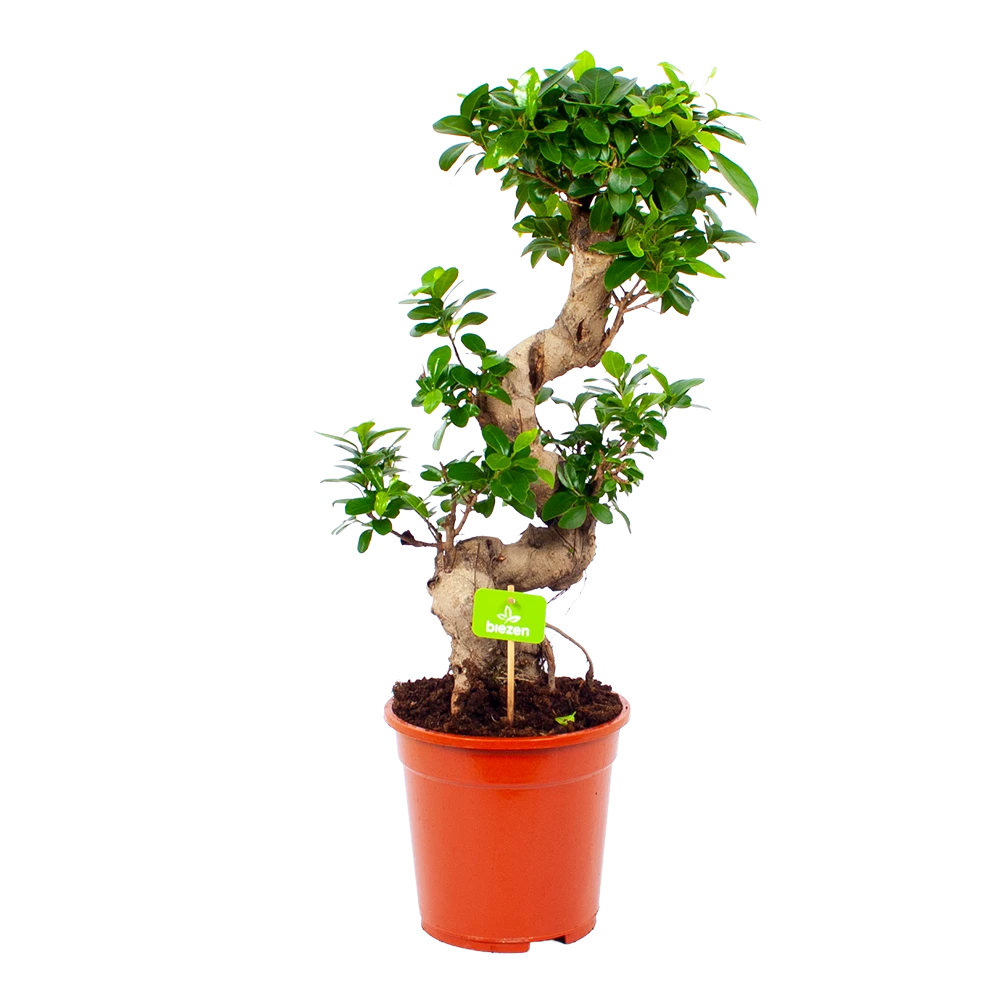 Ficus Microcarpa Ginseng - Bonsai - p21 h65 - Kamerplant Ficus Microcarpa Ginseng - Bonsai - P21 H65 - Kamerplant -Plantenverzorging Winkel ficus microcarpa ginseng bonsai p21 h65 1