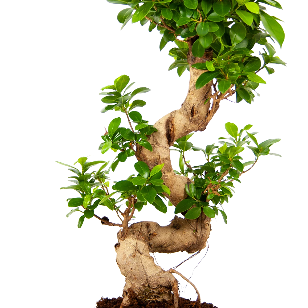 Ficus Microcarpa Ginseng - Bonsai - p21 h65 - Kamerplant Ficus Microcarpa Ginseng - Bonsai - P21 H65 - Kamerplant -Plantenverzorging Winkel ficus microcarpa ginseng bonsai p21 h65 5