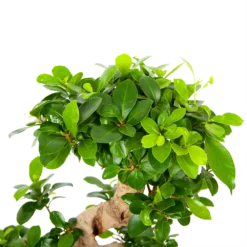 Ficus Microcarpa Ginseng - Bonsai - P21 H65 - Kamerplant 2 Ficus Microcarpa Ginseng - Bonsai - P21 H65 - Kamerplant -Plantenverzorging Winkel ficus microcarpa ginseng bonsai p21 h65 6