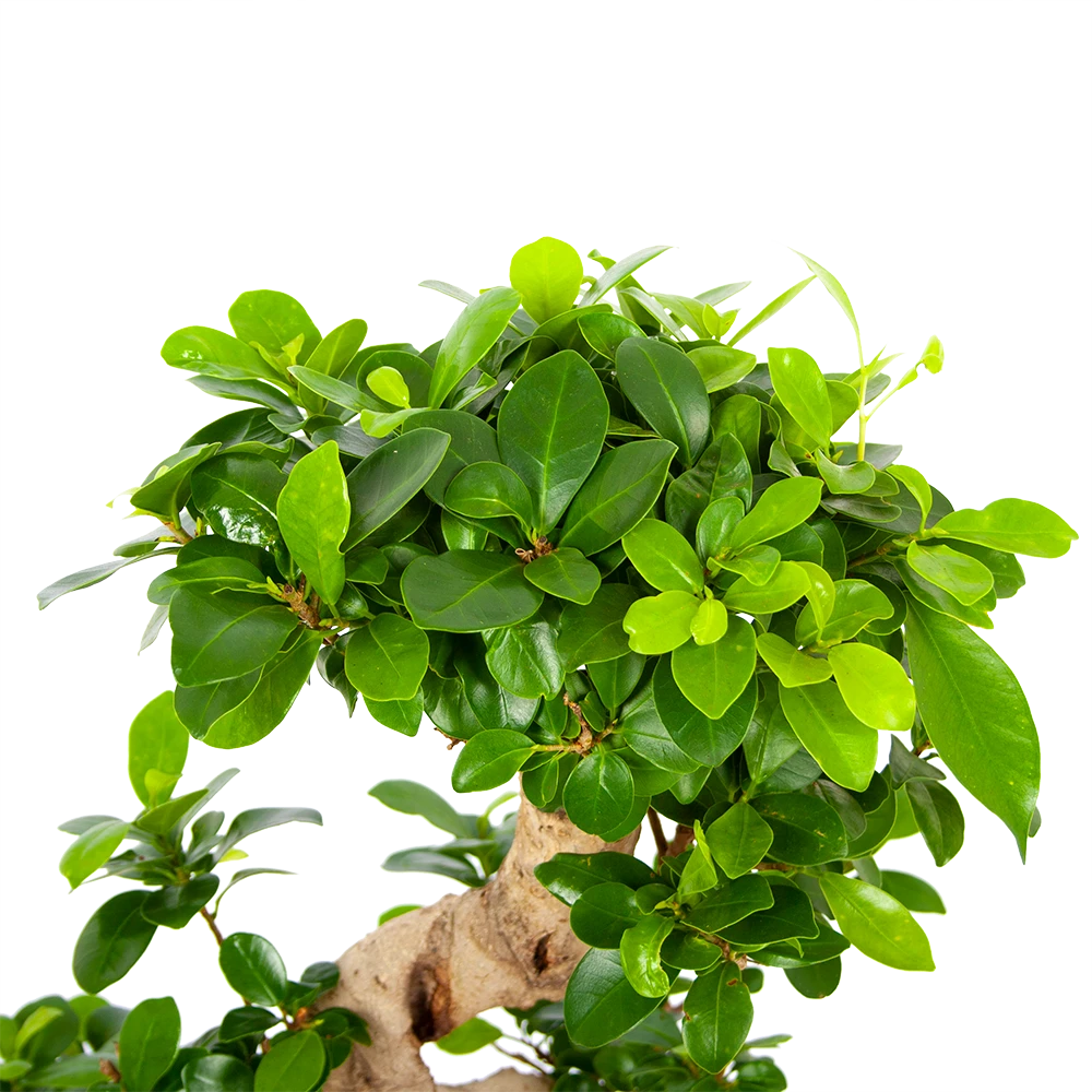 Ficus Microcarpa Ginseng - Bonsai - p21 h65 - Kamerplant Ficus Microcarpa Ginseng - Bonsai - P21 H65 - Kamerplant -Plantenverzorging Winkel ficus microcarpa ginseng bonsai p21 h65 6