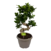 Ficus Microcarpa Ginseng - Bonsai - P25 H70 - Kamerplant