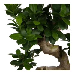 Ficus Microcarpa Ginseng - Bonsai - P25 H70 - Kamerplant -Plantenverzorging Winkel ficus microcarpa ginseng bonsai p25 h70 6