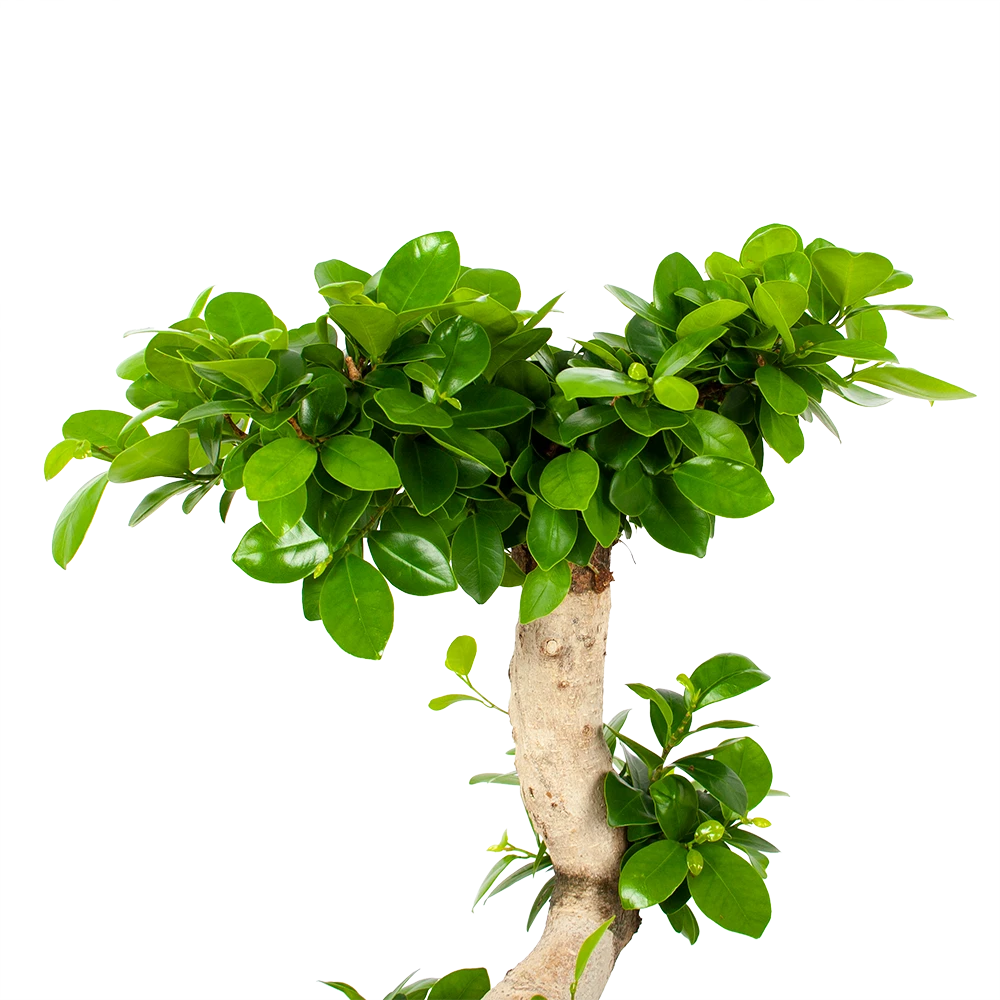 Ficus Microcarpa Ginseng - Bonsai - p29 h90 - Kamerplant Ficus Microcarpa Ginseng - Bonsai - P29 H90 - Kamerplant -Plantenverzorging Winkel ficus microcarpa ginseng bonsai p29 h90 5