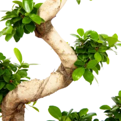 Ficus Microcarpa Ginseng - Bonsai - P29 H90 - Kamerplant 2 Ficus Microcarpa Ginseng - Bonsai - P29 H90 - Kamerplant -Plantenverzorging Winkel ficus microcarpa ginseng bonsai p29 h90 6