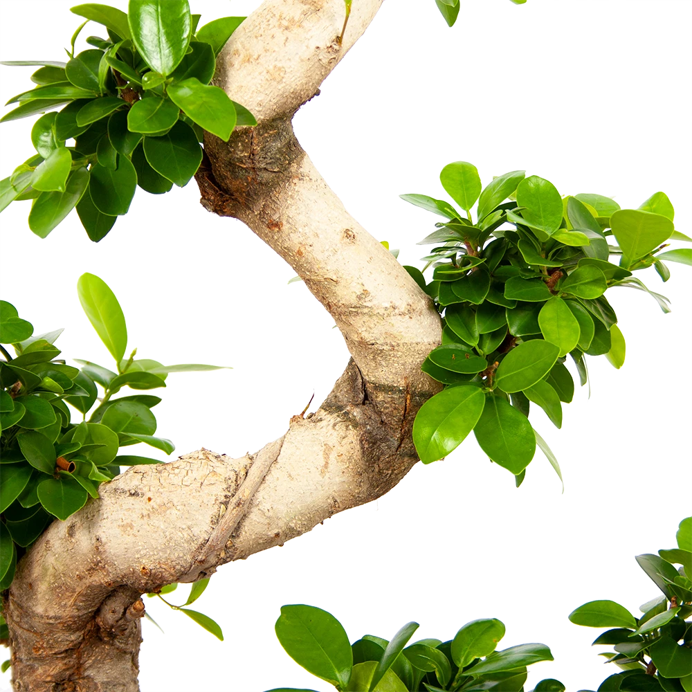 Ficus Microcarpa Ginseng - Bonsai - p29 h90 - Kamerplant Ficus Microcarpa Ginseng - Bonsai - P29 H90 - Kamerplant -Plantenverzorging Winkel ficus microcarpa ginseng bonsai p29 h90 6