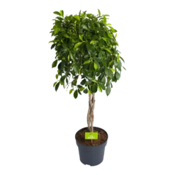 Ficus Microcarpa Nitida Op Gevlochten Stam - Treurvijg - P24 H100 - Kamerplant