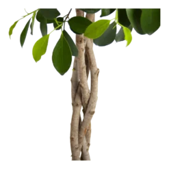 Ficus Microcarpa Nitida Op Gevlochten Stam - Treurvijg - P24 H100 - Kamerplant -Plantenverzorging Winkel ficus microcarpa nitida op gevlochten stam treurvijg p24 h100 3