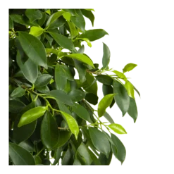 Ficus Microcarpa Nitida Op Gevlochten Stam - Treurvijg - P24 H100 - Kamerplant -Plantenverzorging Winkel ficus microcarpa nitida op gevlochten stam treurvijg p24 h100 4