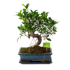 Ficus Retusa Taiwan - Bonsai - P29 H50 - Kamerplant