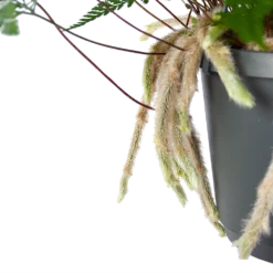 Humata Tyermannii - In Hangpot - P17 H30 - Kamerplant -Plantenverzorging Winkel humata tyermannii in hangpot p17 h30 6