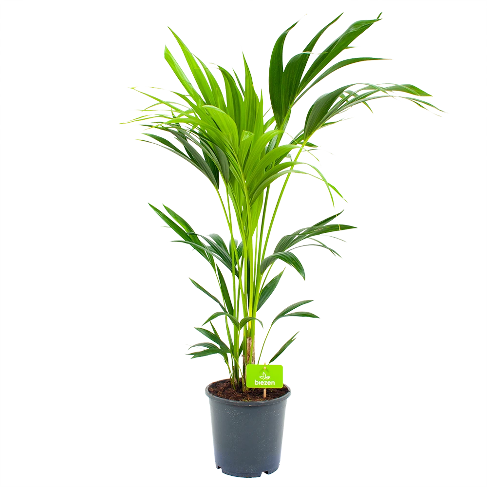Kentiapalm - Howea Forsteriana - p21 h100 - Kamerplant Kentiapalm - Howea Forsteriana - P21 H100 - Kamerplant -Plantenverzorging Winkel kentiapalm howea forsteriana p21 h100 4