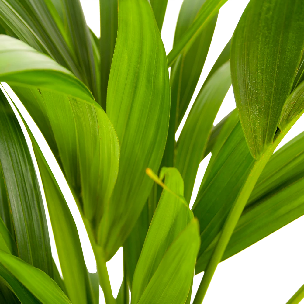 Kentiapalm - Howea Forsteriana - p21 h100 - Kamerplant Kentiapalm - Howea Forsteriana - P21 H100 - Kamerplant -Plantenverzorging Winkel kentiapalm howea forsteriana p21 h100 5