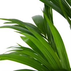 Kentiapalm - Howea Forsteriana - P21 H120 - Kamerplant -Plantenverzorging Winkel kentiapalm howea forsteriana p21 h120 6